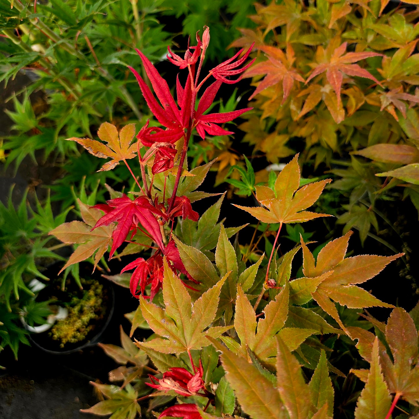 Acer palmatum Dolly Hill
