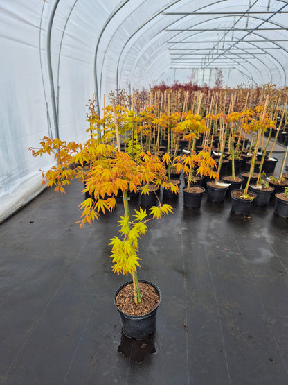 Acer palmatum Dragon Master