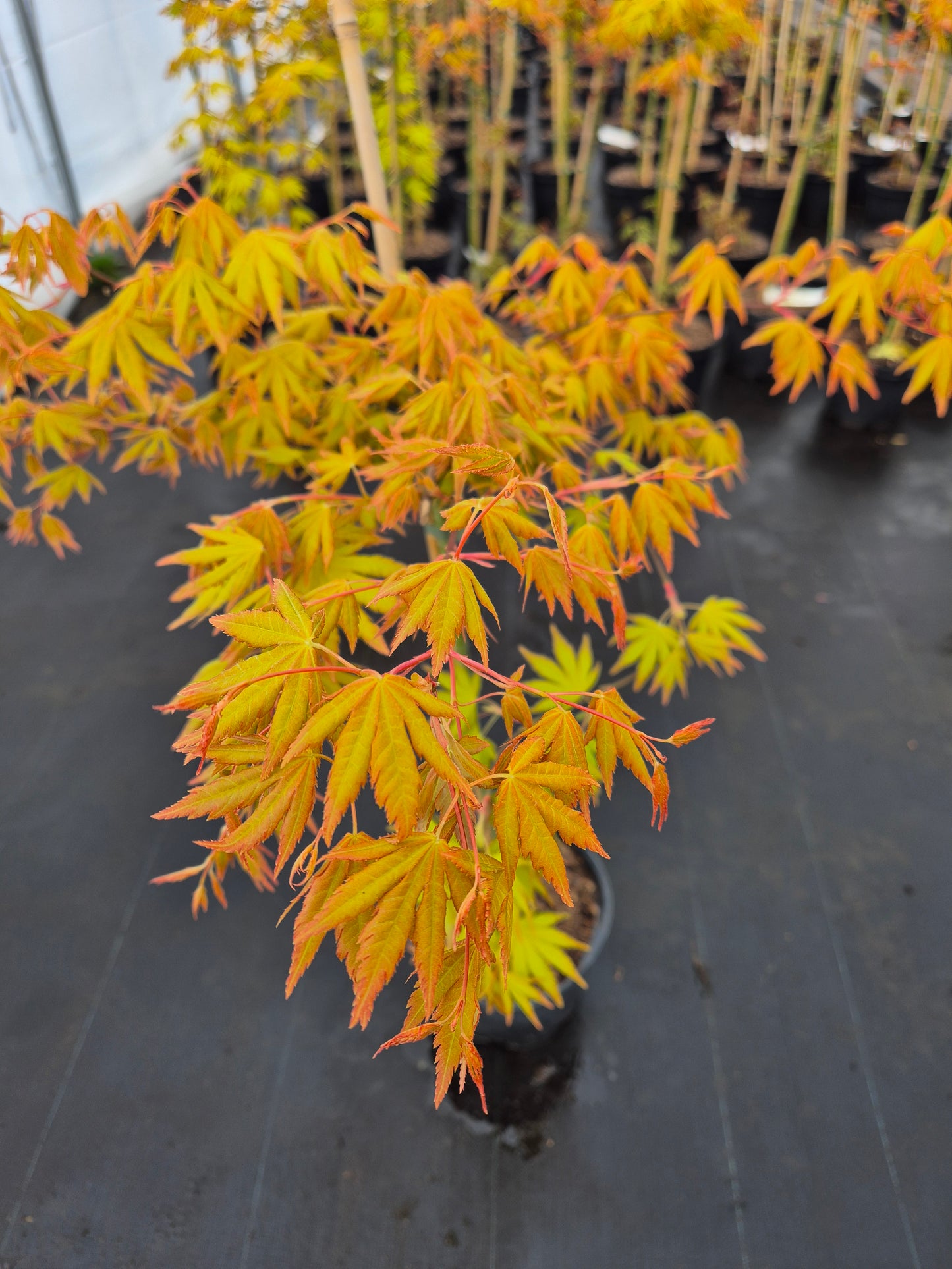 Acer palmatum Dragon Master