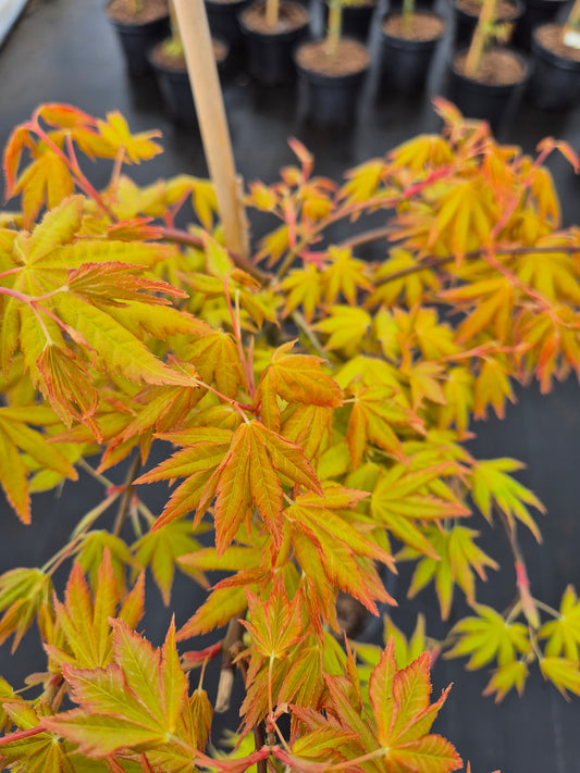 Acer palmatum Dragon Master