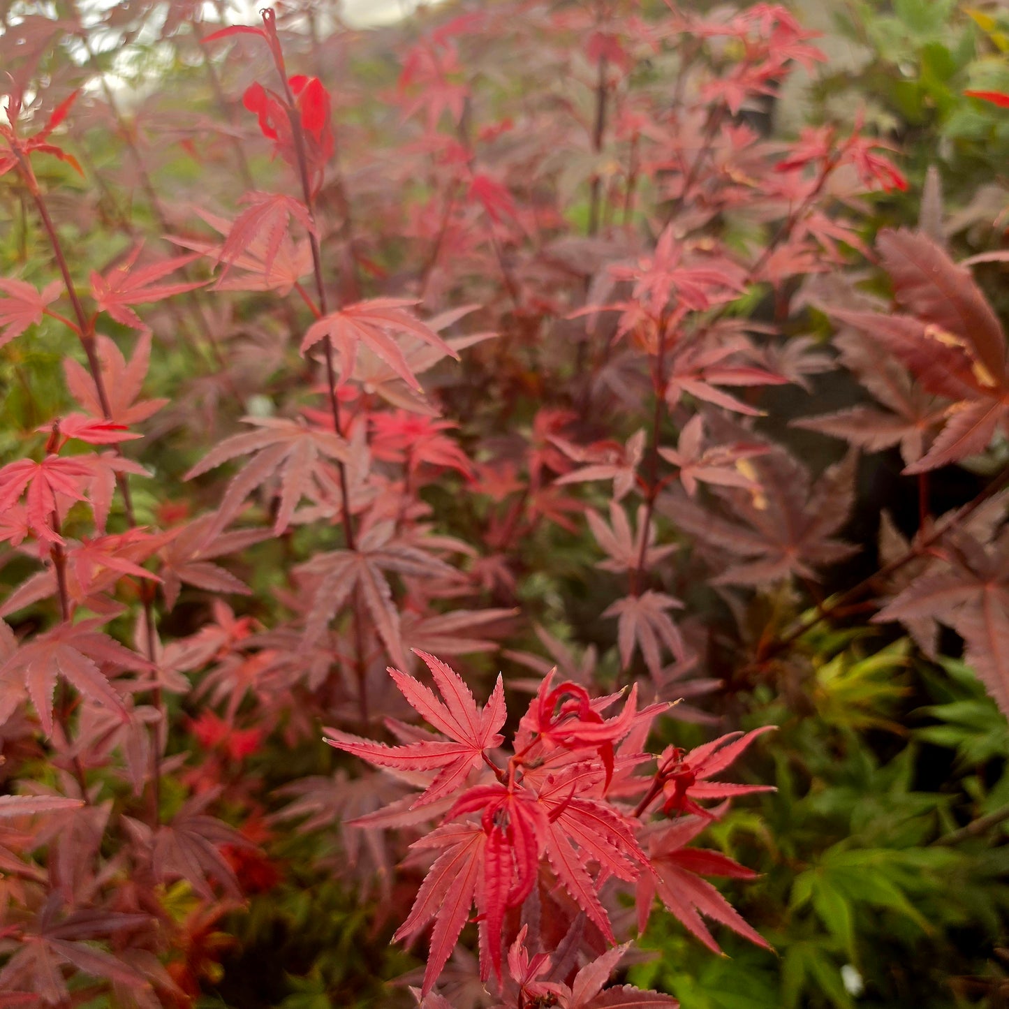 Acer palmatum Dr. Tilt