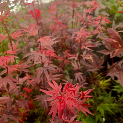 Acer palmatum Dr. Tilt