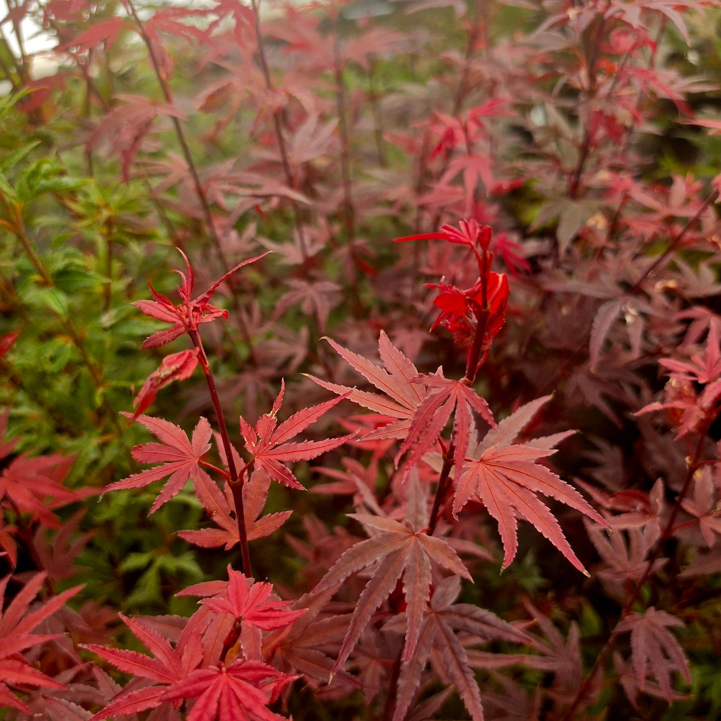 Acer palmatum Dr. Tilt