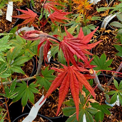 Acer palmatum Edna Bergman