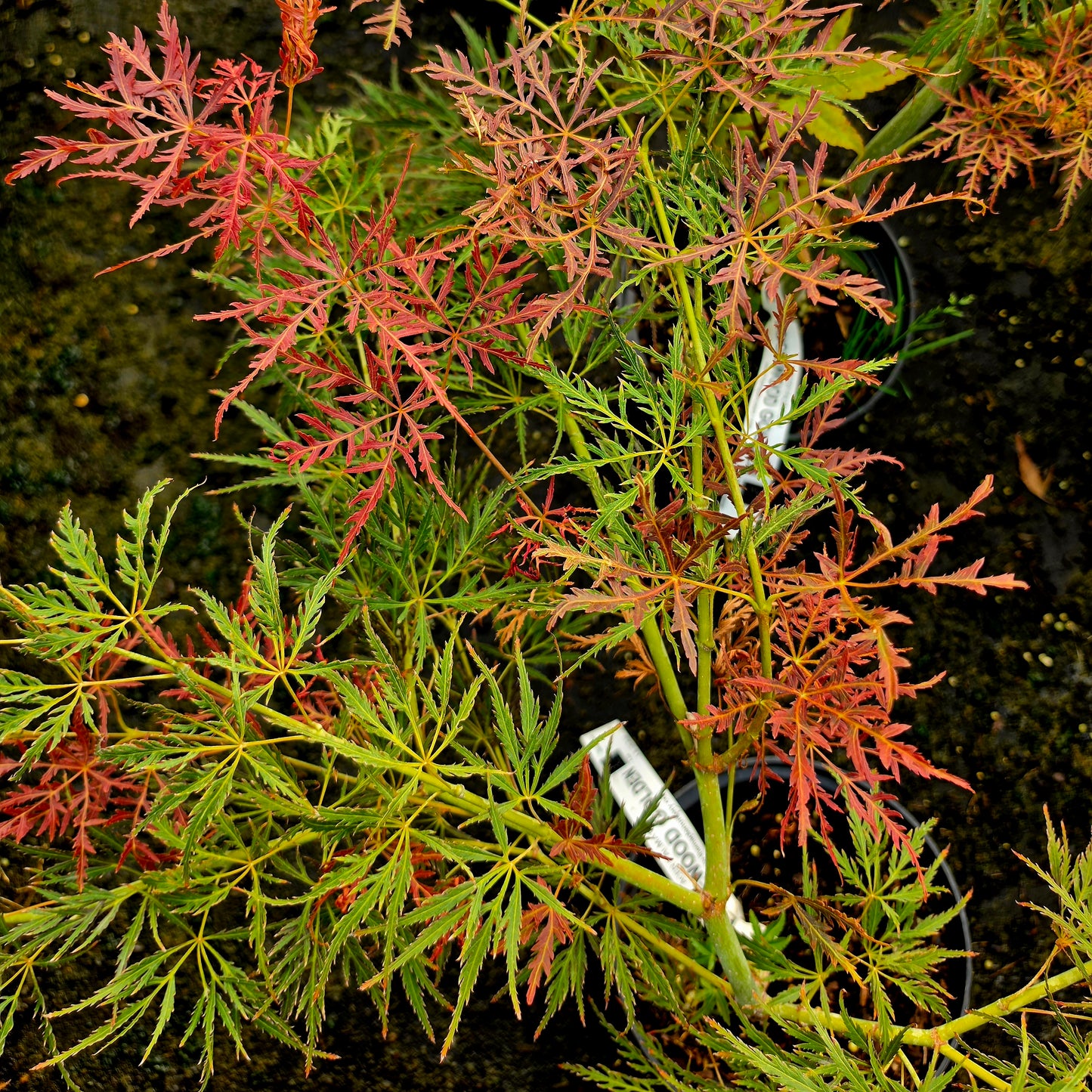 Acer palmatum Edgewood Golden