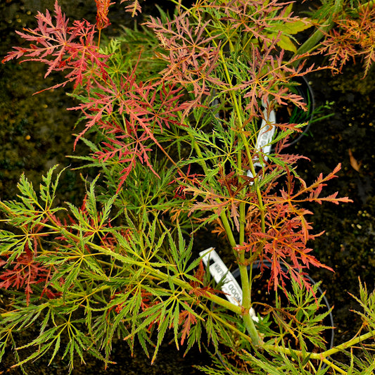Acer palmatum Edgewood Golden