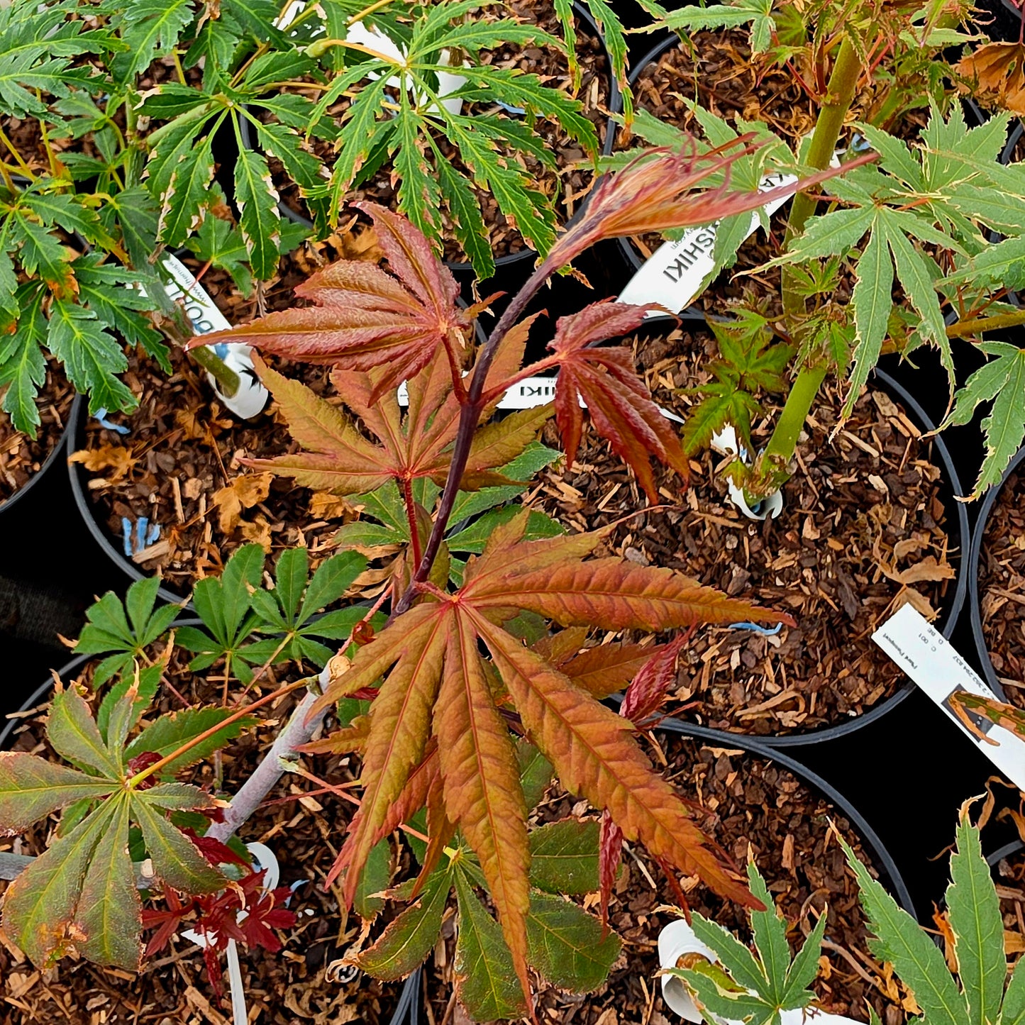 Acer palmatum Edna Bergman