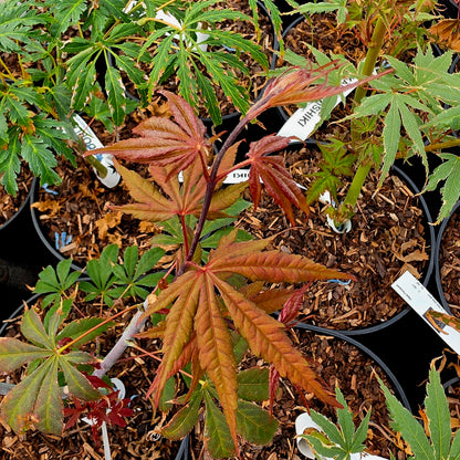 Acer palmatum Edna Bergman