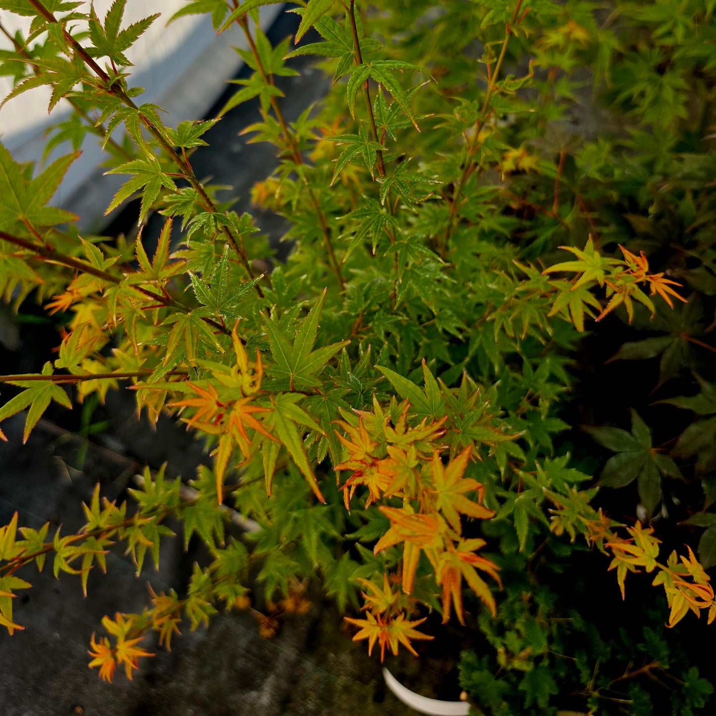 Acer palmatum Eimini