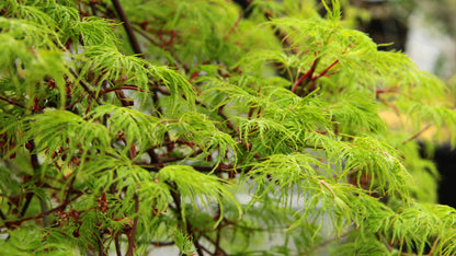 Acer palmatum Emerald Lace