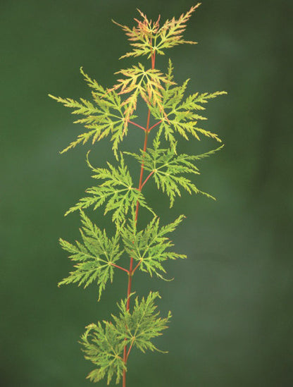 Acer palmatum Emerald Lace