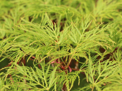 Acer palmatum Emerald Lace