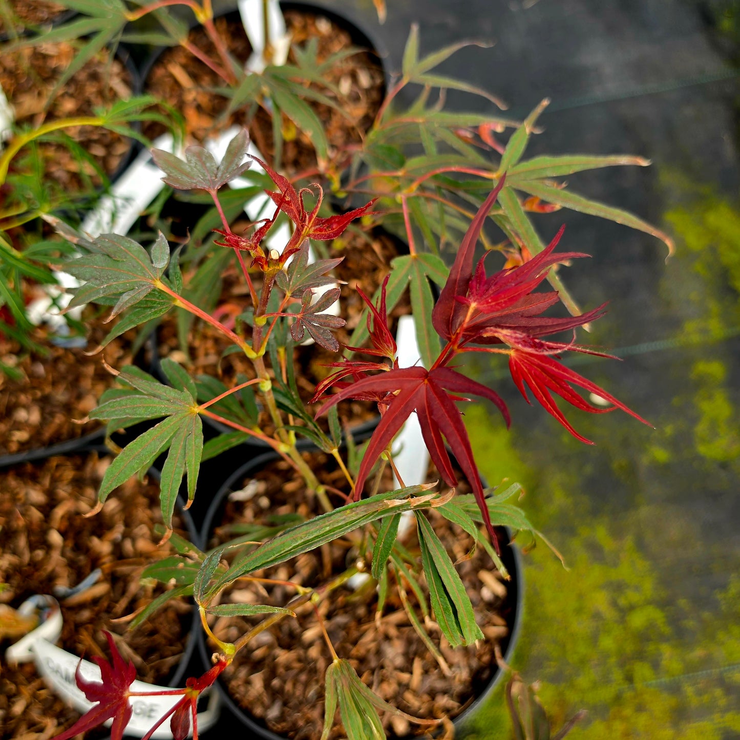 Acer palmatum Enkan