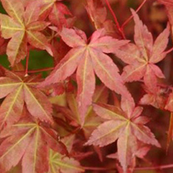 Acer palmatum Zokumei