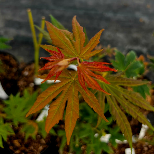 Acer palmatum Ever Autumn