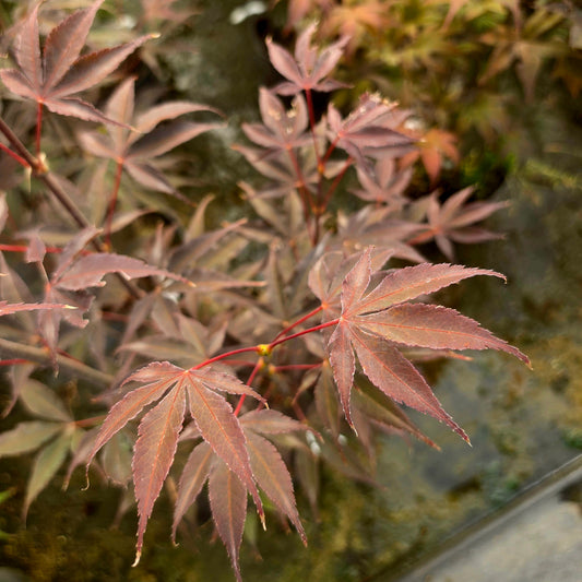 Acer palmatum Ezell's Red