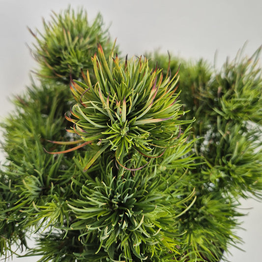Larix gmelinii Dortmund