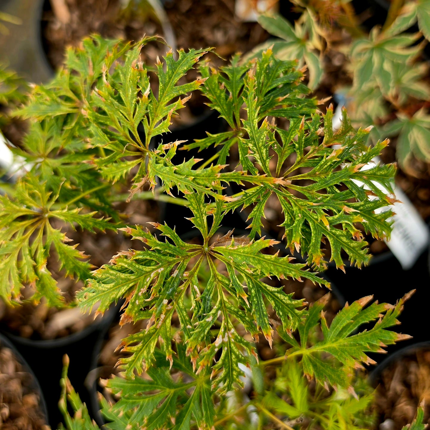 Acer palmatum Filigree