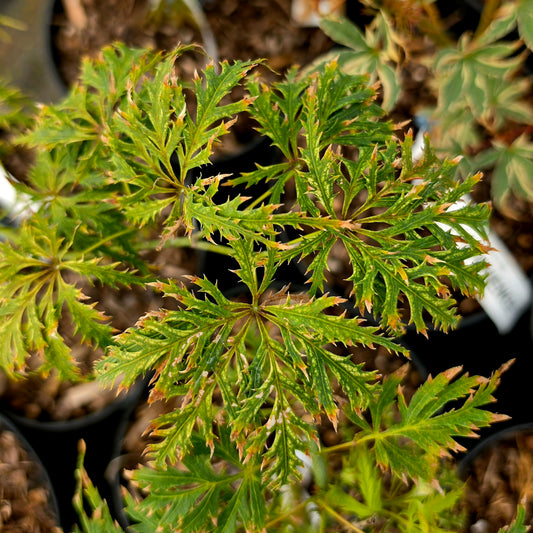Acer palmatum Filigree