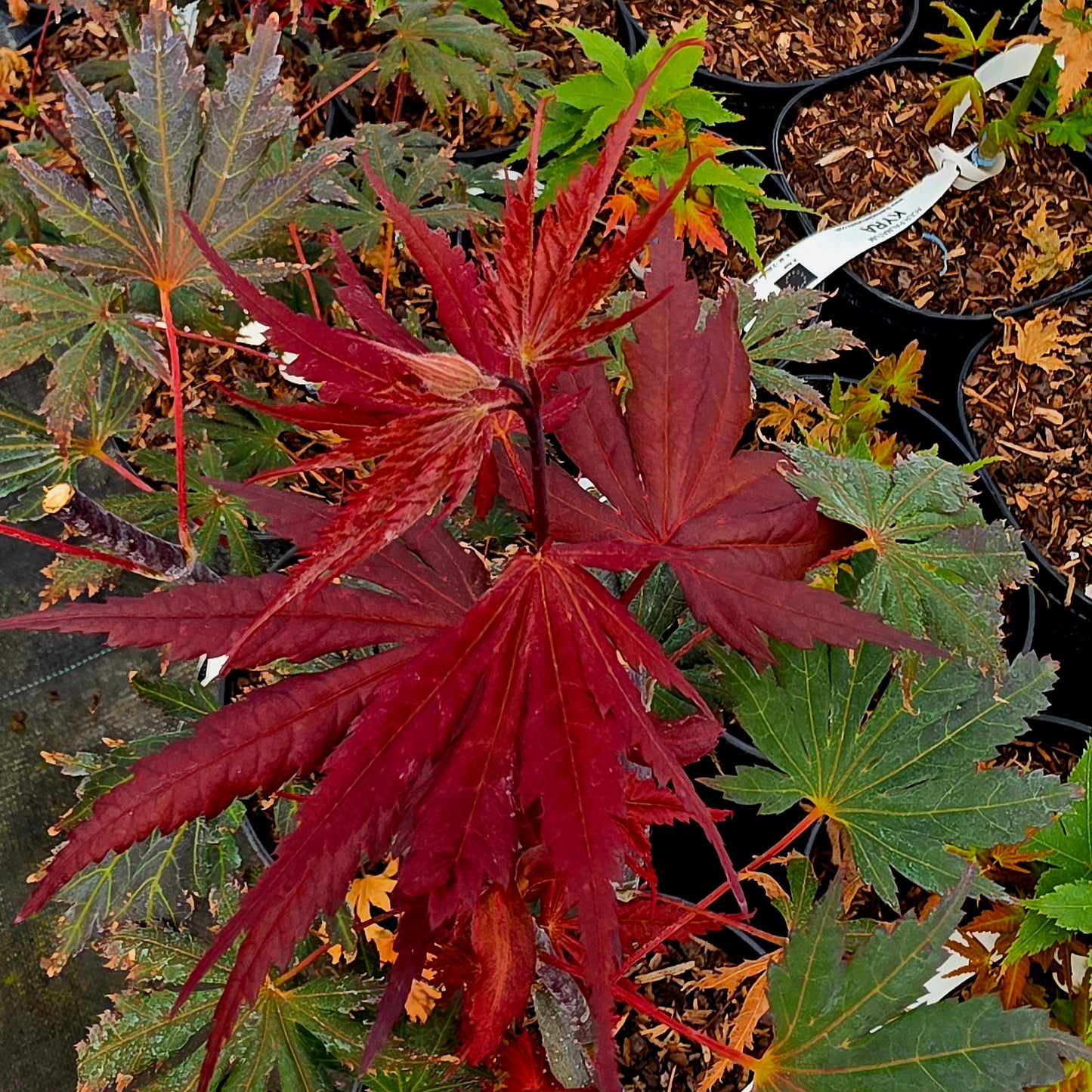 Acer shirasawanum Gloria