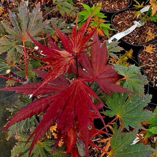 Acer shirasawanum Gloria
