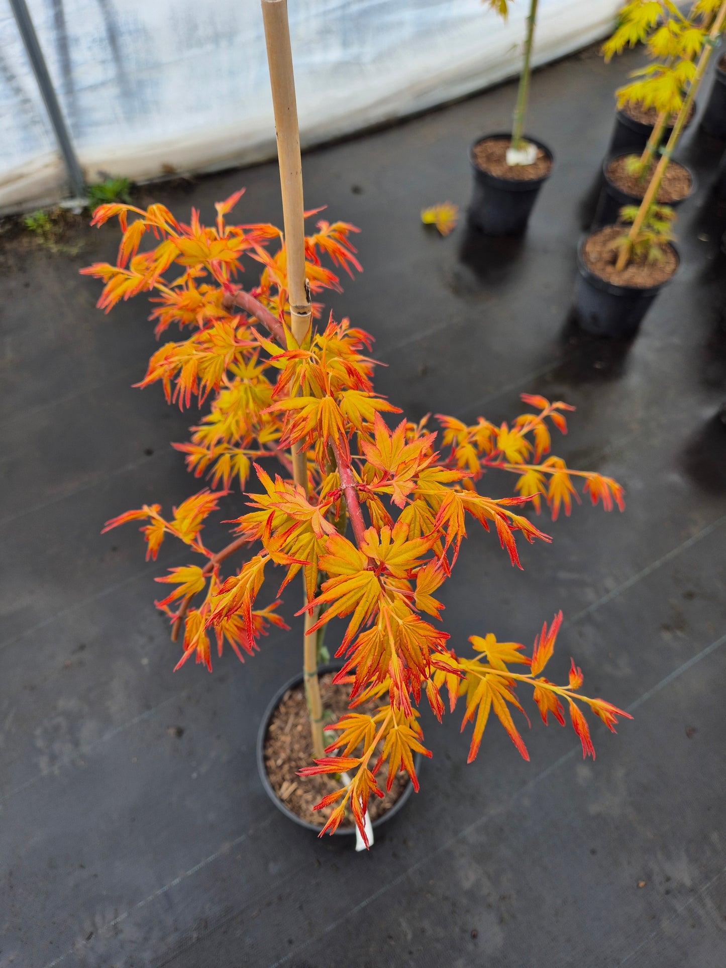 Acer palmatum Golden Falls