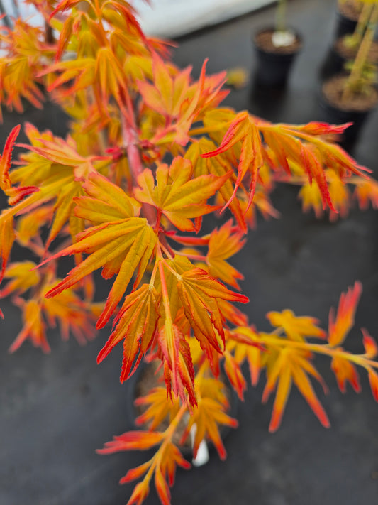 Acer palmatum Golden Falls