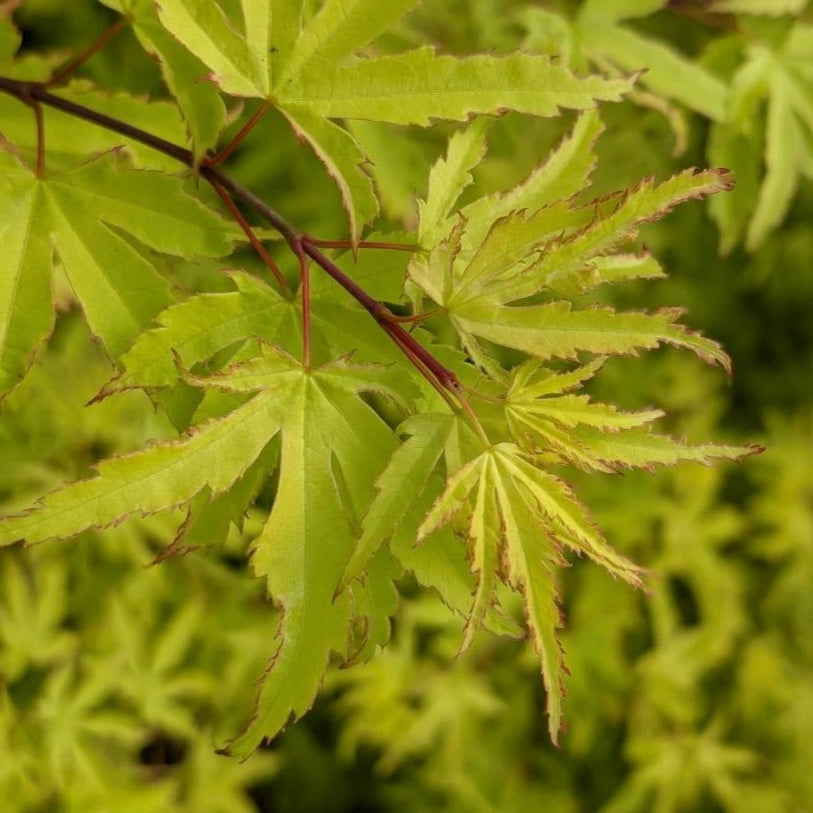 Acer palmatum Golden Treasure