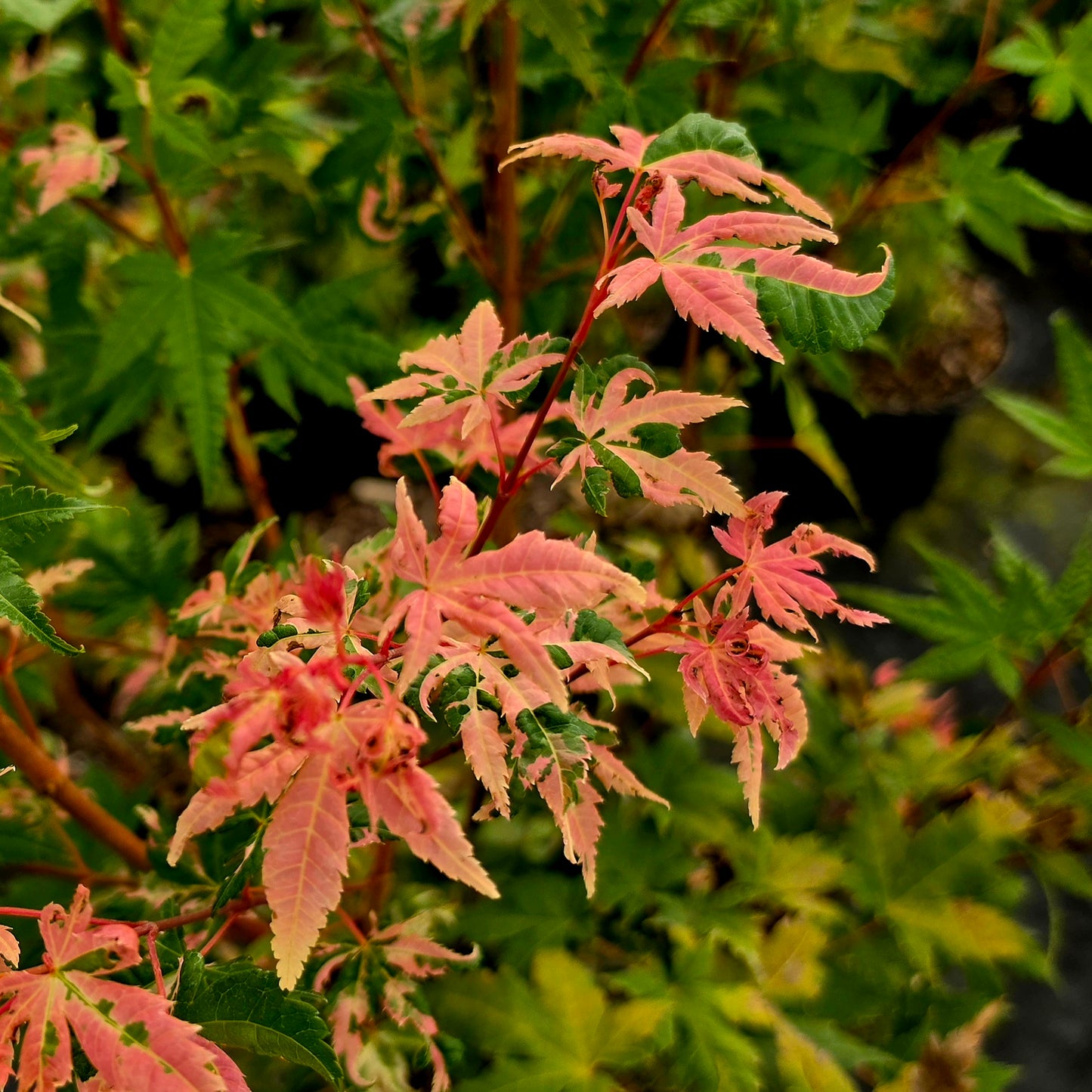 Acer palmatum Harold's Pink & White