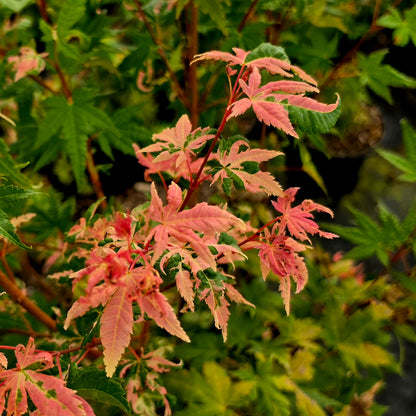 Acer palmatum Harold's Pink & White