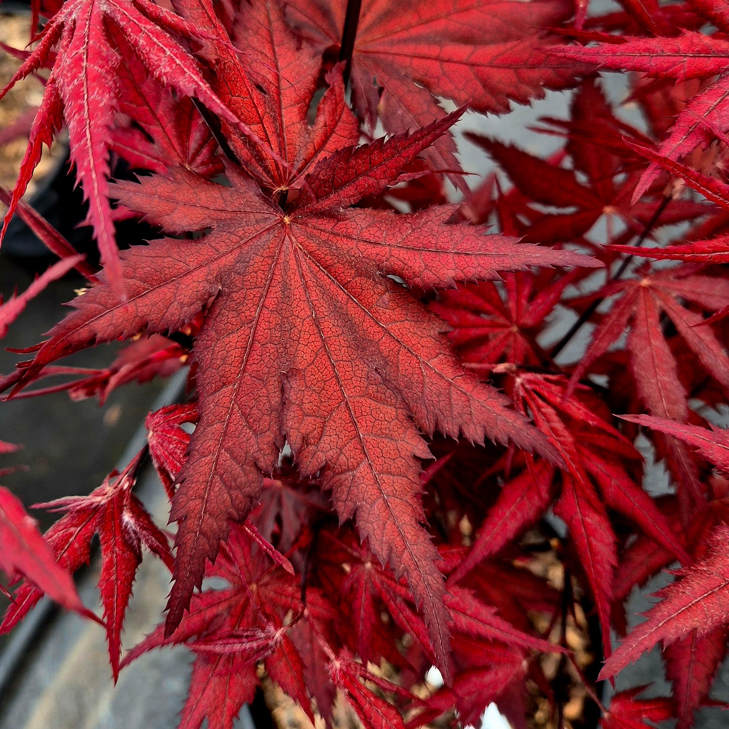 Acer palmatum Harold's Seedling