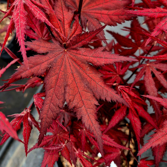 Acer palmatum Harold's Seedling