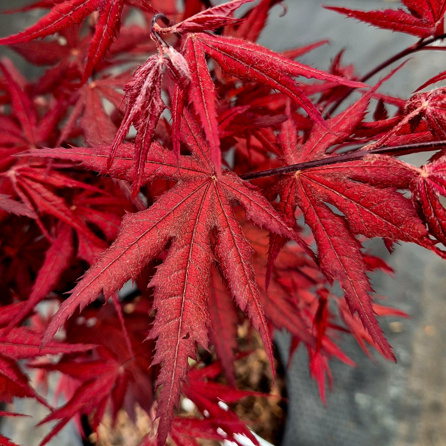 Acer palmatum Harold's Seedling