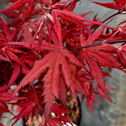 Acer palmatum Harold's Seedling
