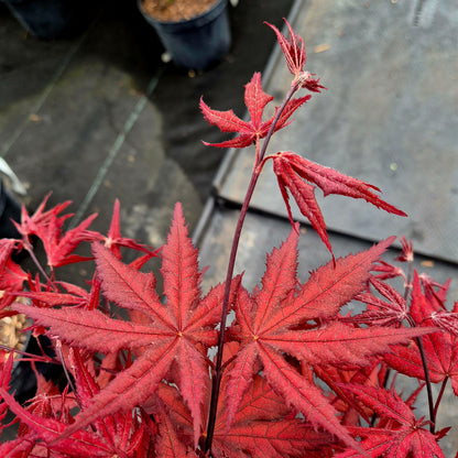 Acer palmatum Harold's Seedling