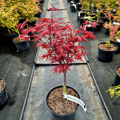 Acer palmatum Harold's Seedling