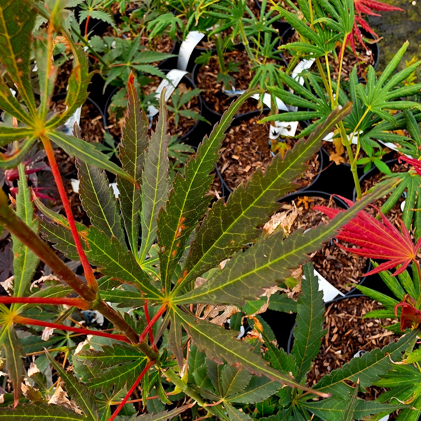 Acer palmatum Heiwa