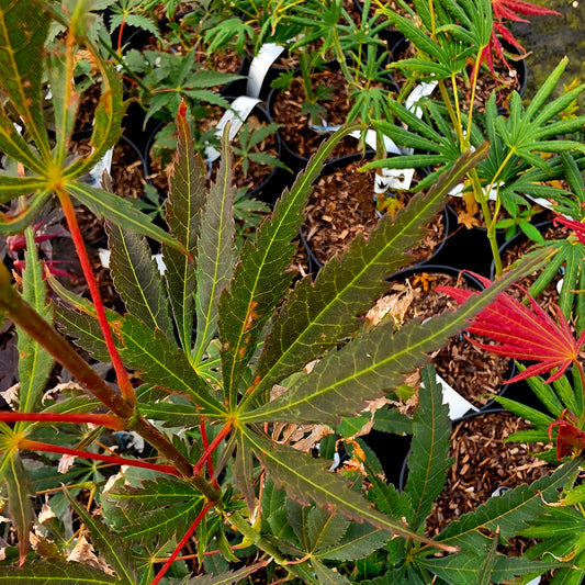 Acer palmatum Heiwa