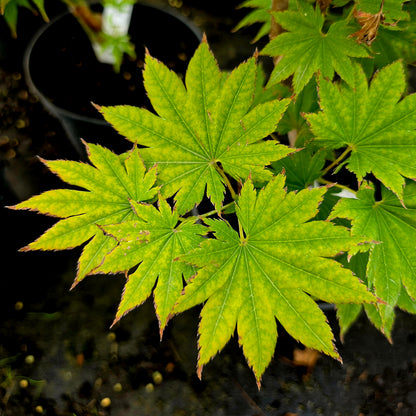 Acer shirasawanum Helena