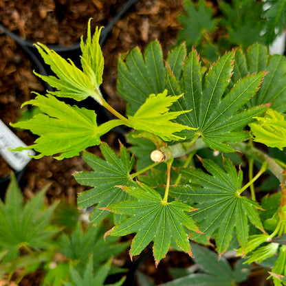Acer shirasawanum Helena