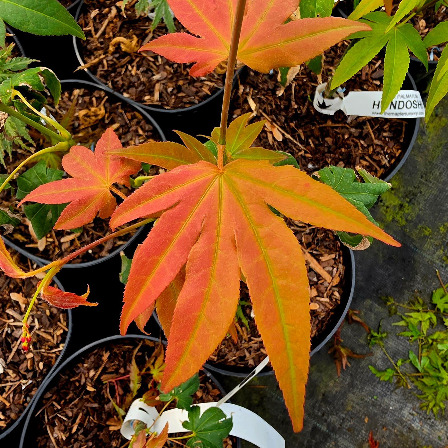 Acer palmatum Hondoshi