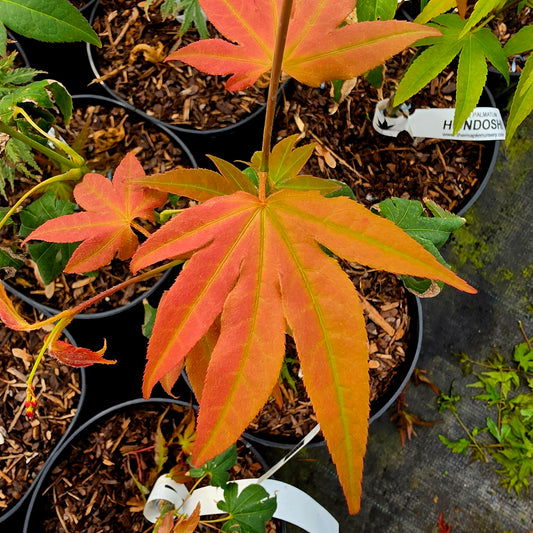 Acer palmatum Hondoshi