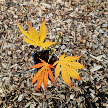 Acer palmatum Hyotei