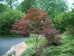 Acer palmatum Trompenburg