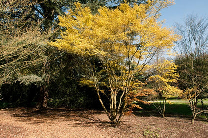 Acer palmatum Katsura