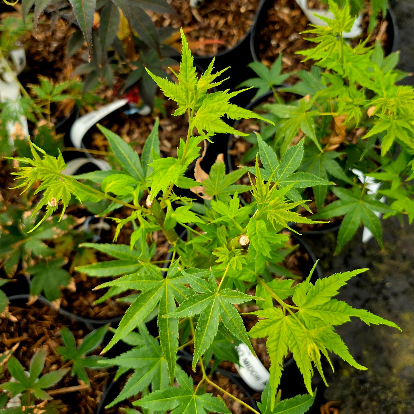 Acer palmatum Kawahara No Midori