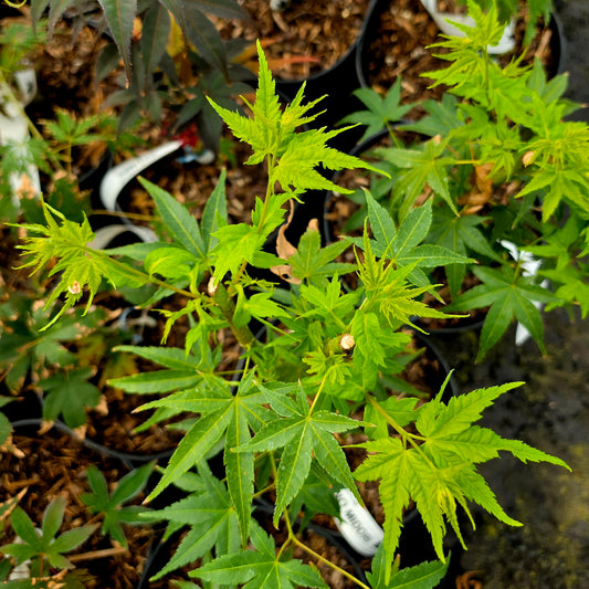 Acer palmatum Kawahara No Midori