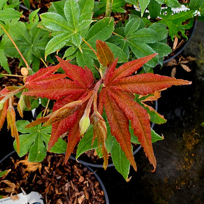 Acer palmatum Kibune