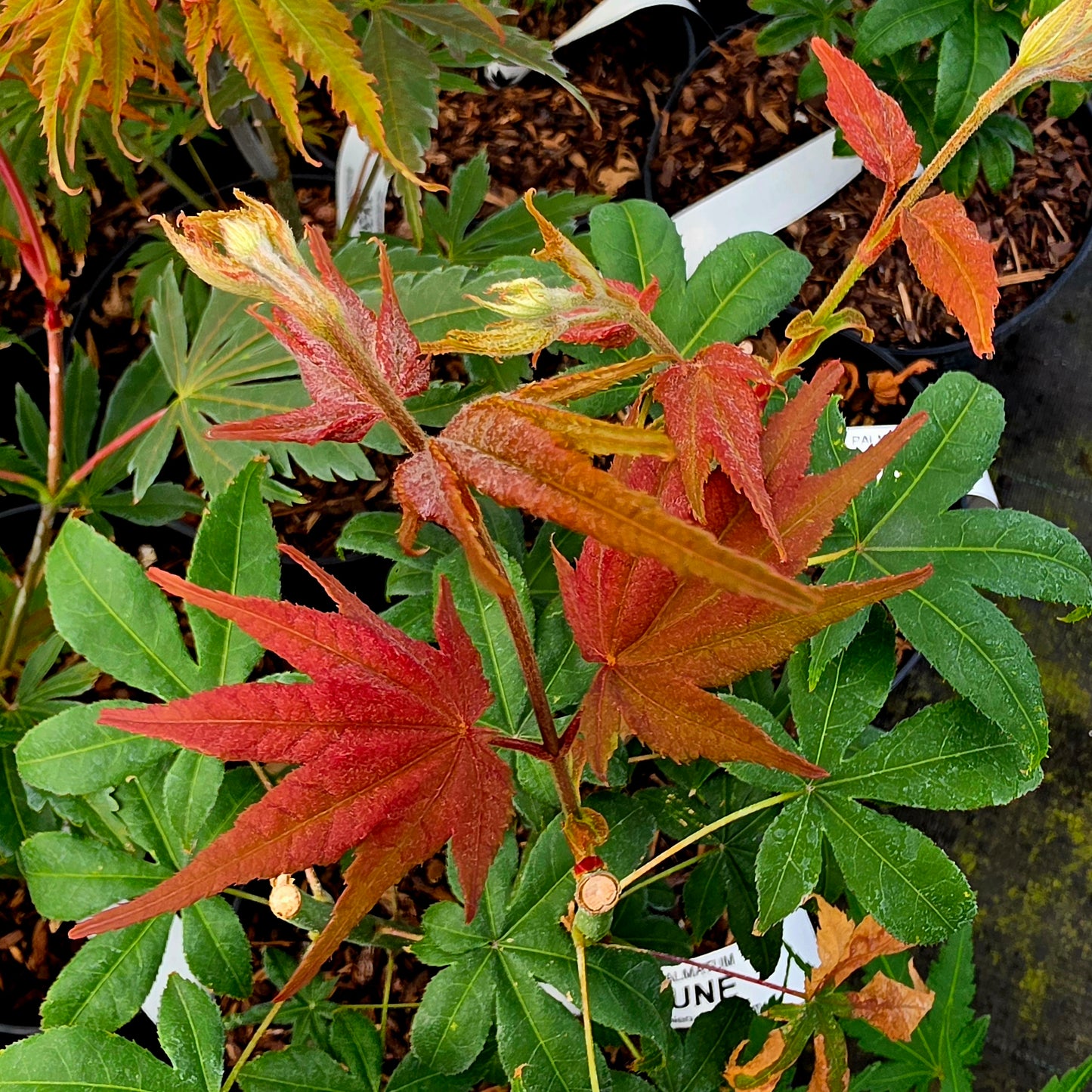 Acer palmatum Kibune