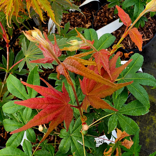 Acer palmatum Kibune